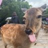 finn 🦌 的头像