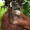 BU ape's profile picture