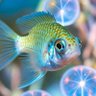 Profilbild von Little Fish