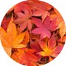 はるたけ【照山紅葉】 profil fotoğrafı