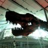 ✨Saurosaur✨ profil fotoğrafı