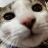 Profilbild von CommonMan