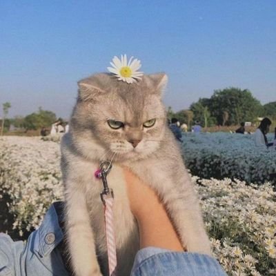 mj 😺's profile picture
