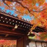 にんにんかる 的头像