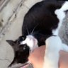 さち🐱🐰 profil fotoğrafı