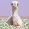 Abdullah's profile picture