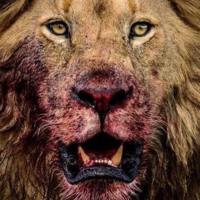 Mauro🇨🇦🇹🇷's profile picture