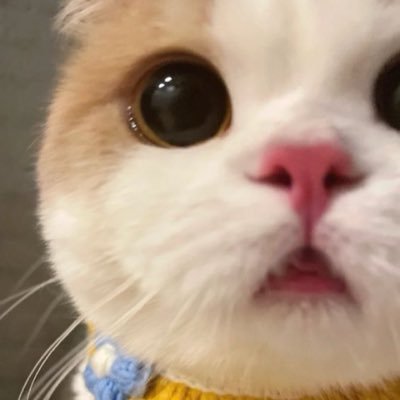 YIU シャロン🌻💛9️⃣7️⃣7️⃣9️⃣s's profile picture