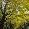 Фото профиля おりき🧡　🌻🌻