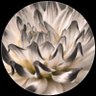 Dahlia Witch profil fotoğrafı