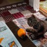 ちえみ profil fotoğrafı