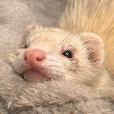 ゲーム大好きフェレット's profile picture