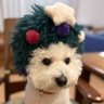 jkstwr🌹🖇️🖇️🖇️💯🐯🐩 的头像