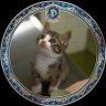 Profilbild von み〜(미〜)🐈🍊𝕗𝕒𝕟 𝕒𝕔𝕔𝕠𝕦𝕟𝕥