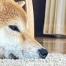 くいくい 的头像