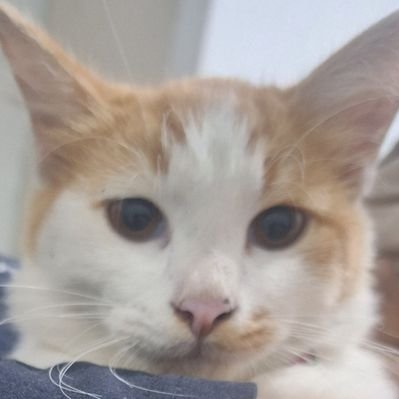 Creepylogy's profile picture