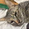 Фото профиля Tabby