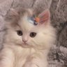 Profilbild von Cai0506