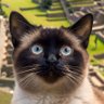 Silverino_ profil fotoğrafı