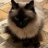 Sofia Covaci profil fotoğrafı