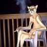 Lauta's profile picture