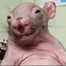 El Ratón 的头像