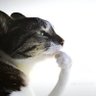 GooddayoneA 😎 profil fotoğrafı