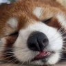 江深嘤 profil fotoğrafı