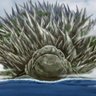 Profilbild von I like big turtles