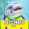 Peccinato 的头像