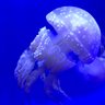 Фото профиля くらげ
