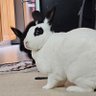 Rabbit🐇King's profile picture