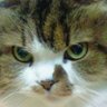 新造 profil fotoğrafı