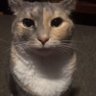~Frambuesa~'s profile picture
