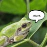 Фото профиля けろけろ🐸ねね