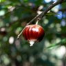 شاه بلوط 🌰🇮🇷 profil fotoğrafı