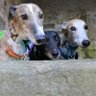 IndieDogHouse's profile picture