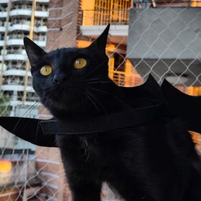 NicolasSchrute's profile picture