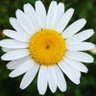 Daisy Maisy's profile picture