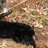 Фото профиля JonKimble'sBear