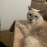 Фото профиля Ai Quality Studio