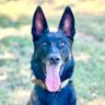🇺🇸Mila_The_Texas_Malinois🇺🇸 profil fotoğrafı