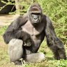 HarambeFirst profil fotoğrafı