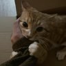 echo profil fotoğrafı