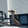 Фото профиля kooka Greg