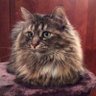 Kruzer Kat 🇺🇸 profil fotoğrafı