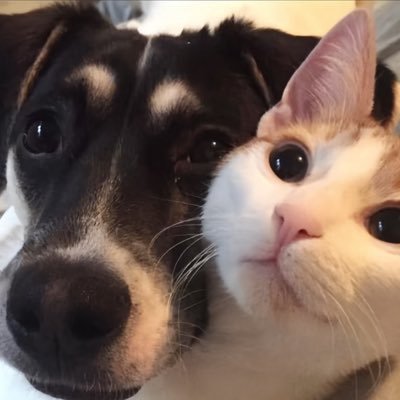 youjigutou's profile picture
