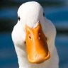 Birbos Gerg VIII's profile picture