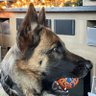 Фото профиля Schaferhund