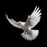 HIS-R🕊️'s profile picture